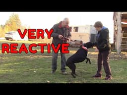 How To Fix Reactive Dog In 3 Simple Steps -For Busy Dog Owners