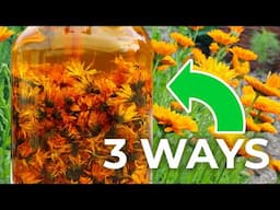 Three Ways to Make Calendula Oil (Easy, Quick, & POTENT)