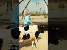 Clarkson And The Jumping Cow 😅🐄 #thegrandtour #moroccanroll