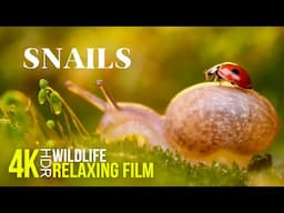 Amazing Macro World of SNAILS - Relaxing Wildlife Film 4K with Calming Music