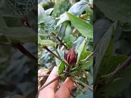 Sorrel for Christmas 🎄 #shorts #gardening #viralvideo #home #food #fruit