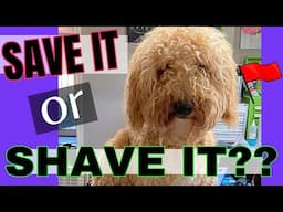 Should We Be "Saving" A Matted Coat? A Groomer's Perspective