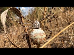 Argiope Lobata - Loplu örümcek