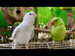 Cockatiel Honking and Greeting Baby Parrot - Cockatiel Singing