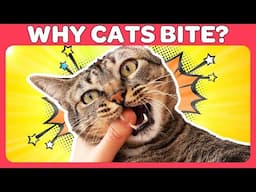 Why Cats Bite and How to Stop Your Cat From Biting You