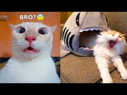 Funniest Animals - Best Of The 2024 Funny Animal Videos