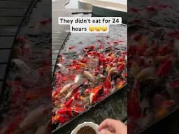 These fish didn’t eat for 24 hours #youtubeshorts