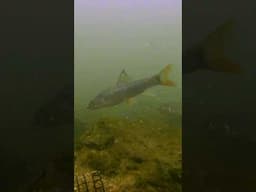 River Dunajec Underwater