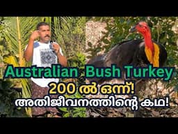 ഓസ്ട്രേലിയയിലെ കാട്ടുകോഴി! | Australian Bush Turkey in Malayalam