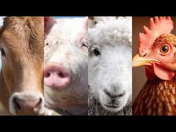 Which Is The Best Farm Animal For Making A Quick Profit?