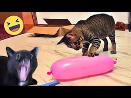 Funniest Cats And Dogs Videos 😁 Best Funny Animal Videos 2024 #172