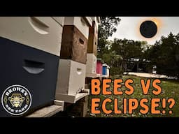 2024 TOTAL SOLAR ECLIPSE vs MY BEES - TEXAS BEEKEEPING