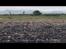 Maize Is Up, Shifting Irrigator, Tail Trimming