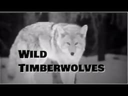 Wild Timberwolves - Educational Film/Video