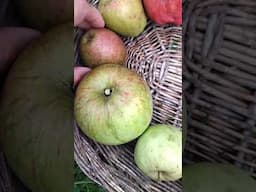 Apple adoration #gardening #apples