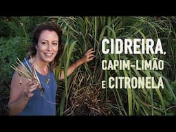 DICAS pra CULTIVAR CIDREIRA, capim-limão e CITRONELA