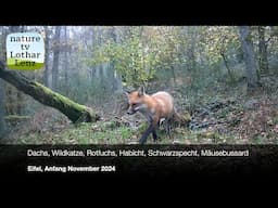 Dachs, Wildkatze, Rotfuchs, Habicht, Schwarzspecht, Mäusebussard. Eifel, Anfang November 2024