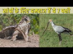 सांपों के लिए यमराज हैं ये पक्षी | SHOCKING Birds That Kill Snakes in SECONDS |