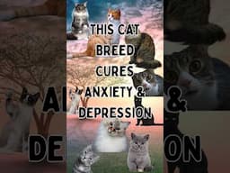 Cat Breed That Cures Anxiety & Depression.  #cat #anxiety #funny