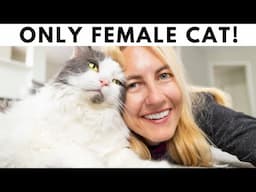 Super Weird Things Only Female Cats Do for Their Owners and Why