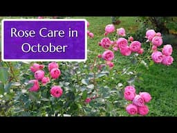 Rose Care in October