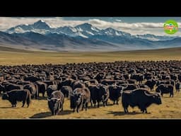 Nomadic Yak Farming|The Amazing World's Largest Nomadic Yak Farming|Nomadic Yak Farming Documentary.