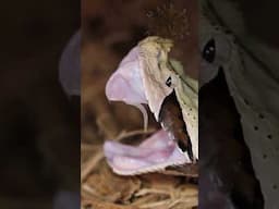 Gaboon Viper FANG Falling Out!