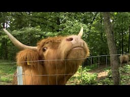 HIGHLAND CATTLE