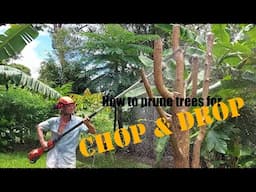 How to prune trees for chop & drop in a food forest