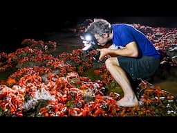 Insane: 50 Million red crabs mass spawning - Christmas Island!