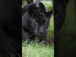 Have you ever wondered what it's like to be stalked by a black Jaguar? 🐈‍⬛ #jaguar #stalked #hunting