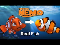 The Real Fish From Finding Nemo