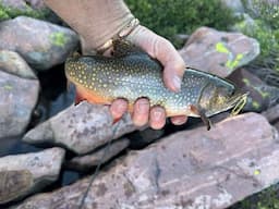 Tiny Streams Big Fishing Fun Along The Skyline Dr 2024