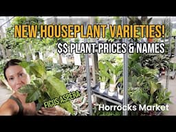 New Plants On The Market! Price Breakdown & Houseplants - Horrocks - Plant Shopping & Plant Haul