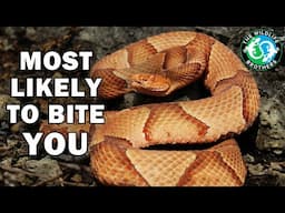 Should You FEAR The Copperhead?