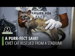 A Purr-fect Save: Civet Cat Rescued From A Stadium!