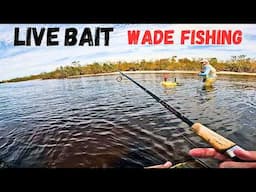 Live Bait Wading Grass Flats & Oyster Bars | CharlotteHarborFisherman