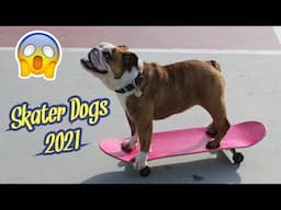 Dogs Skateboarding 🐶🛹 Awesome Dogs On Skateboards 2021 (Must Watch)