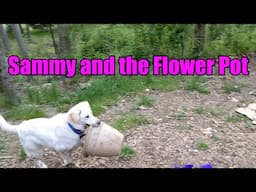 Sammy and the Flowerpot