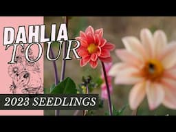 RESULTS: DAHLIAS FROM SEED TOUR // 2023 SEEDLINGS