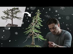 Making a Christmas Tree Bonsai