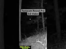 Tactacam Reveal Pro 3.0 Cell Camera Video Download Quality #reveal