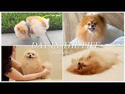 A Day In The Life Of A Pomeranian Family