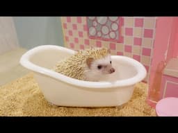 Baby Hedgehog Takes A Bath