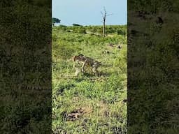 Unexpected Cheetah Clash During Mating!