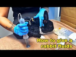 Brave Bunny Gets Lifesaving Fluids at the Hospital 💉 | A Heartwarming Journey to Recovery