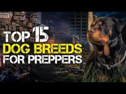 Why This Is The Top 15 Dog Breeds For Preppers To Survive The Coming Disaster