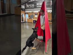 Kind Sweet Sleepy "Walker" Wakes Up To Push Back On A Threat To His Handler #protectiondogsales