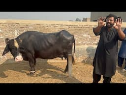 Old Nili Buffaloes Breed by Syed Hassan Nawaz Shah Part 2