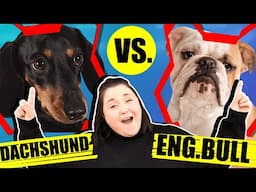 DAUCHSHUND VS ENGLISH BULLDOG